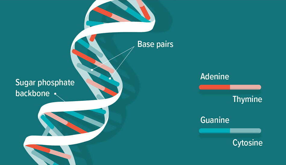 پیوند هیدروژنی در dna