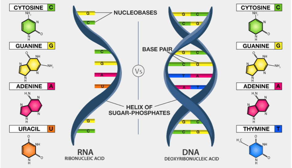 dna مخفف چيست / چگونگی انجام آزمایش dna
