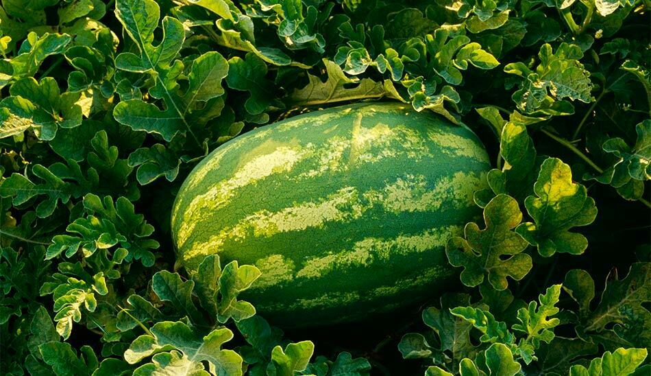 خواص هندوانه برای پوست