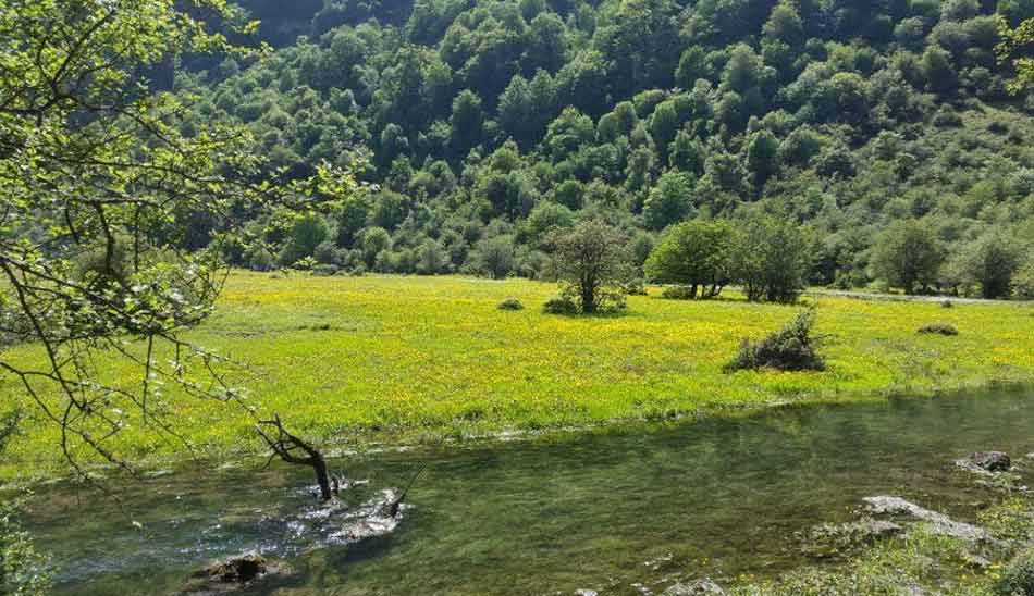 forest / زیباترین جاذبه های گردشگری مازندران