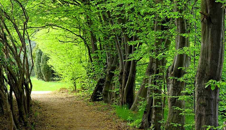 sisangan-forest/ جاذبه های استان مازندران در یک نگاه