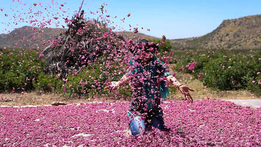 لایزنگان گل محمدی / شهرهای گل ایران