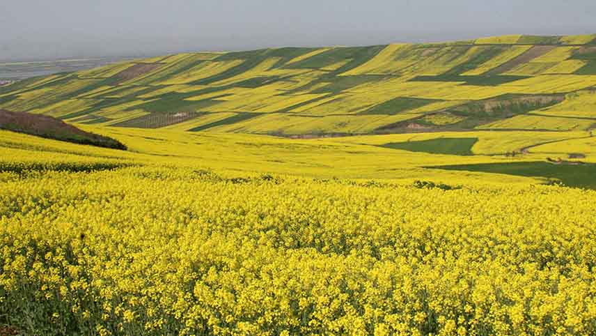 شهر پرورش گل در ایران