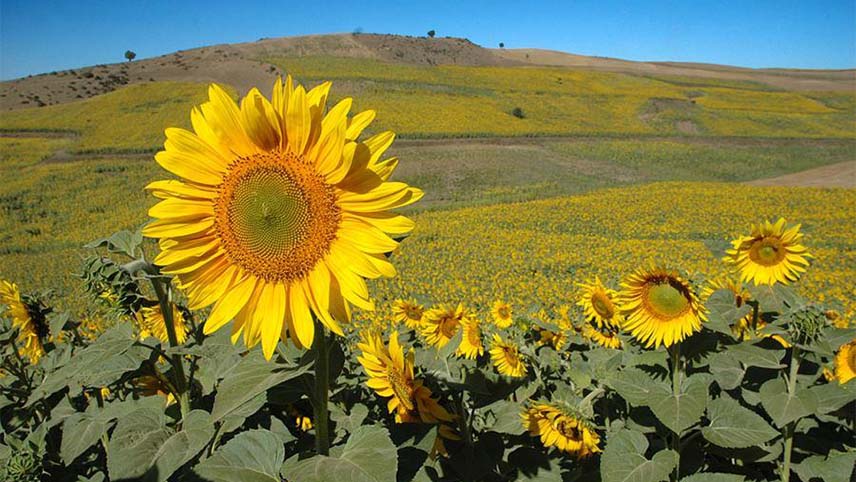 شهر گل های آفتابگردان