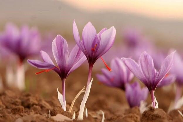 مراحل کاشت زعفران در خانه