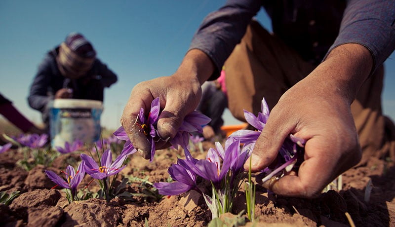 انواع زعفران تولیدی توسط کشاورز