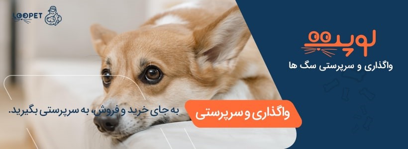 لوپت بزرگترین مجموعه آنلاین خدمات حیوانات خانگی در ایران!