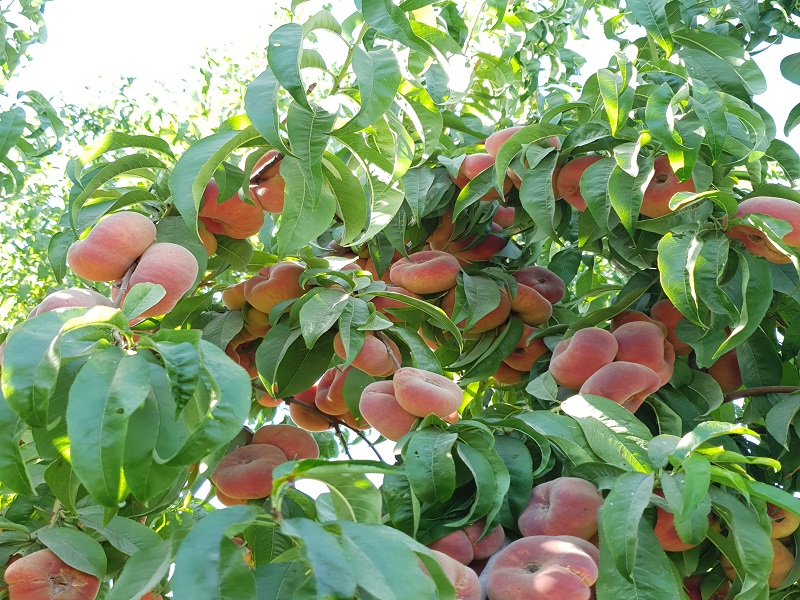 جلوگیری از خشک شدن نهال