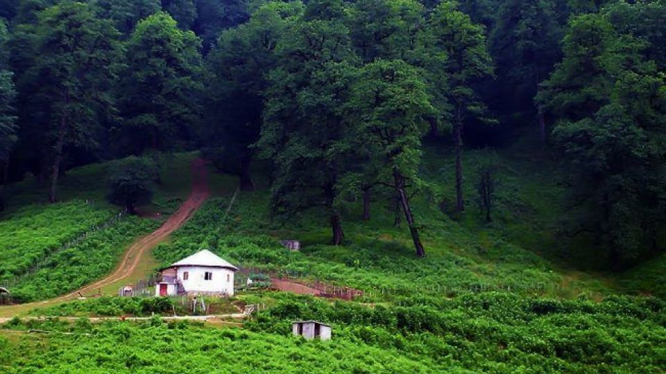 معروفترین جنگل های شمال ایران