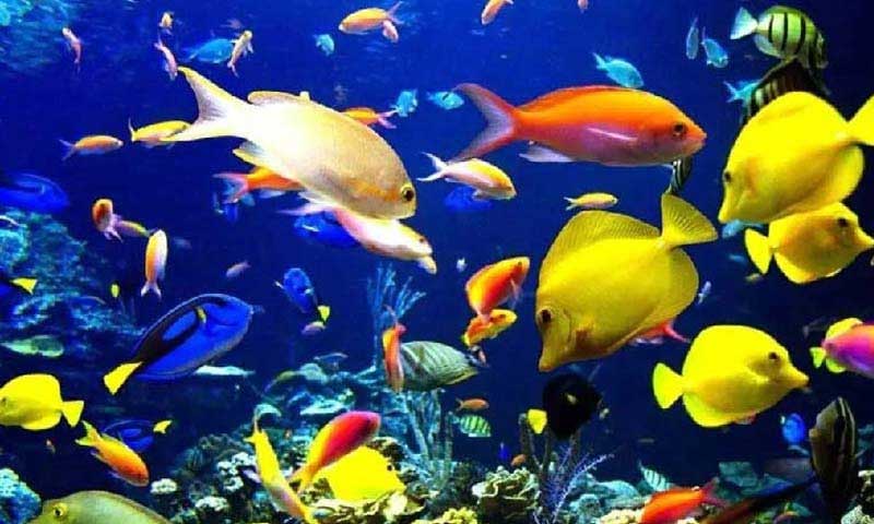 بازدید از آکواریوم پروانه طلایی