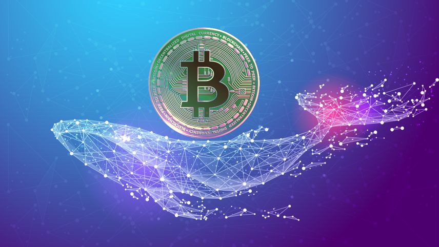 منظور از نهنگ ارز دیجیتال چیست؟